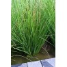 Juncus inflexxxus