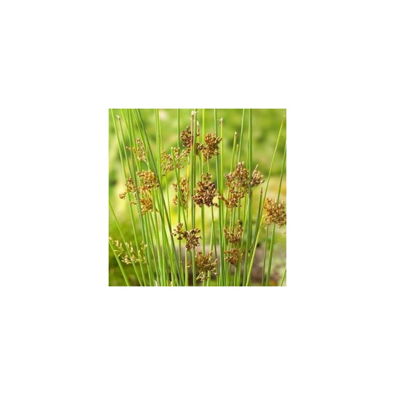Juncus inflexxxus