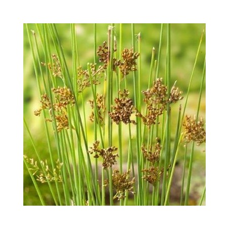 Juncus inflexxxus