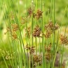 Juncus inflexxxus