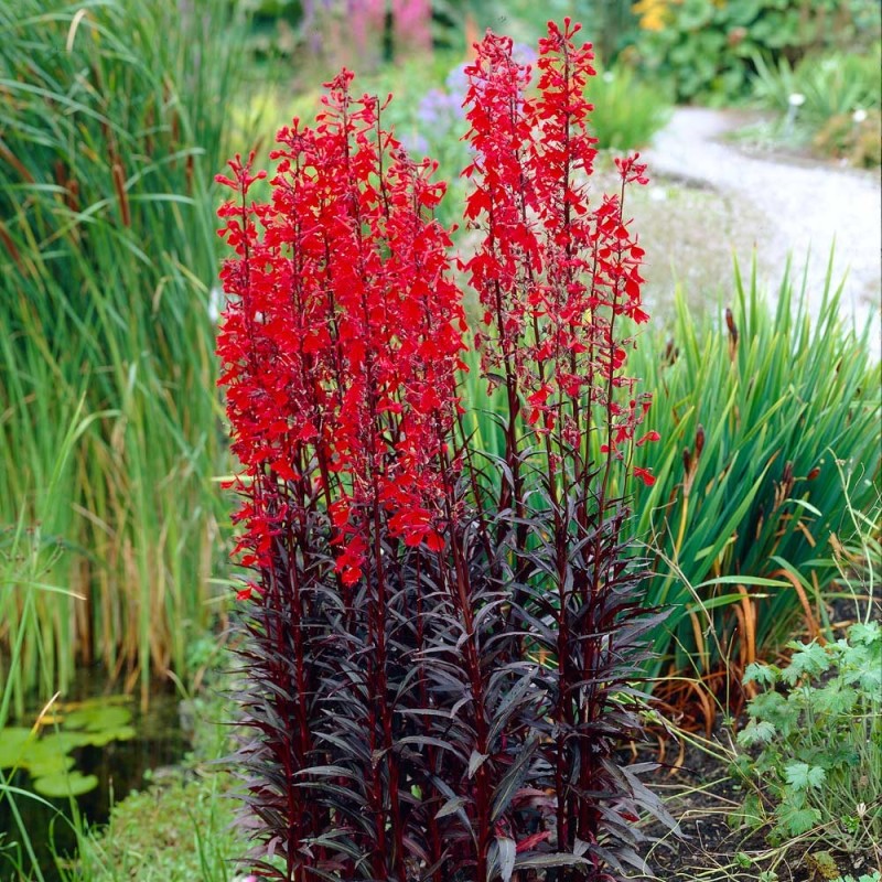 Lobelia fulgens 'Queen Victoria'