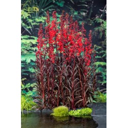 Lobelia fulgens 'Queen Victoria'