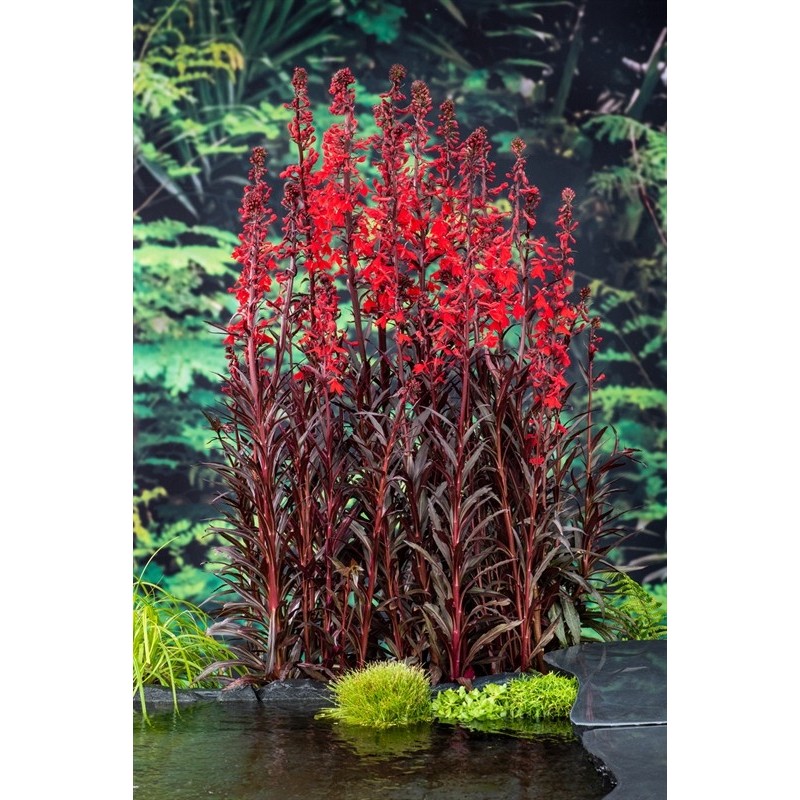 Lobelia fulgens 'Queen Victoria'