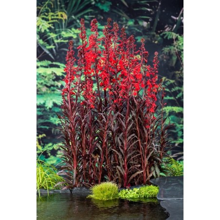 Lobelia fulgens 'Queen Victoria'
