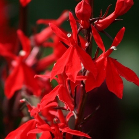 Lobelia fulgens 'Queen Victoria'