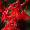 Lobelia fulgens 'Queen Victoria'