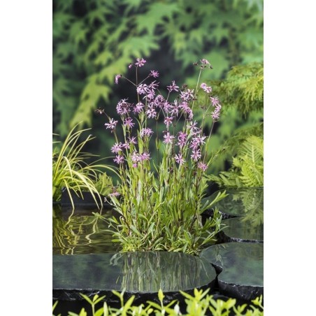 Lychnis flos - cuculi