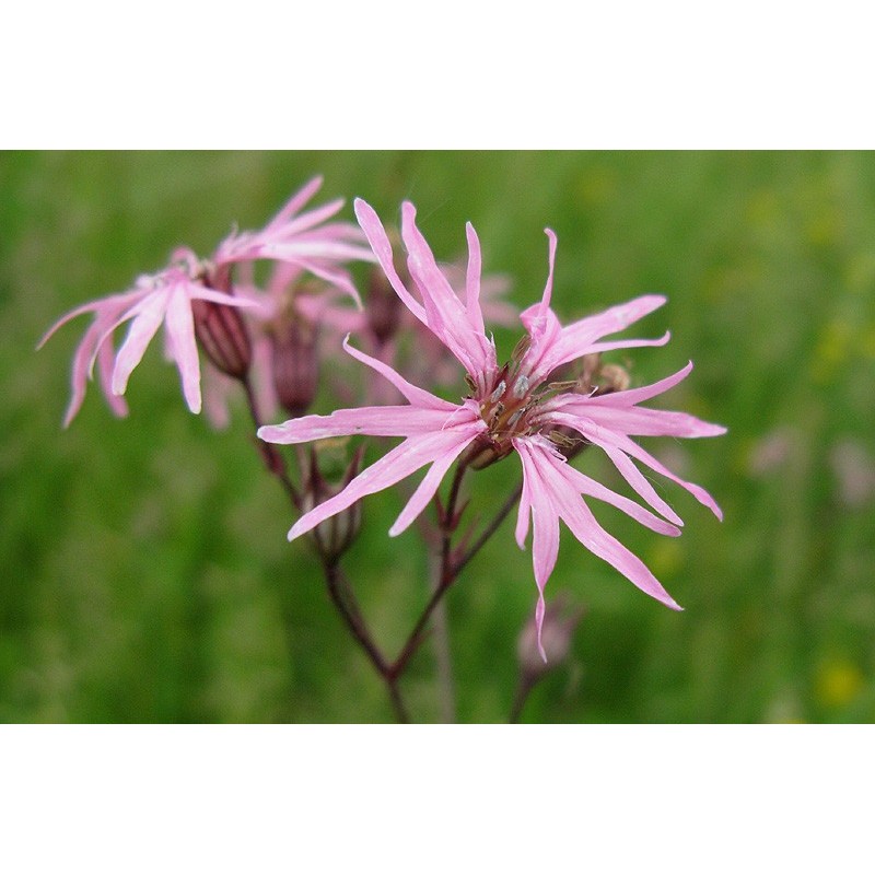 Lychnis flos - cuculi