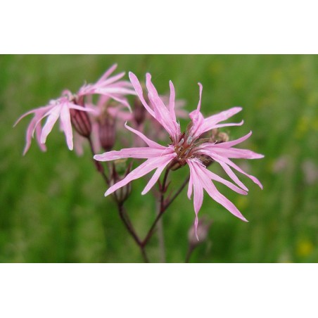 Lychnis flos - cuculi