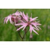 Lychnis flos - cuculi