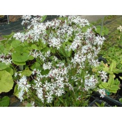 Lychnis flos-cuculi 'Alba'