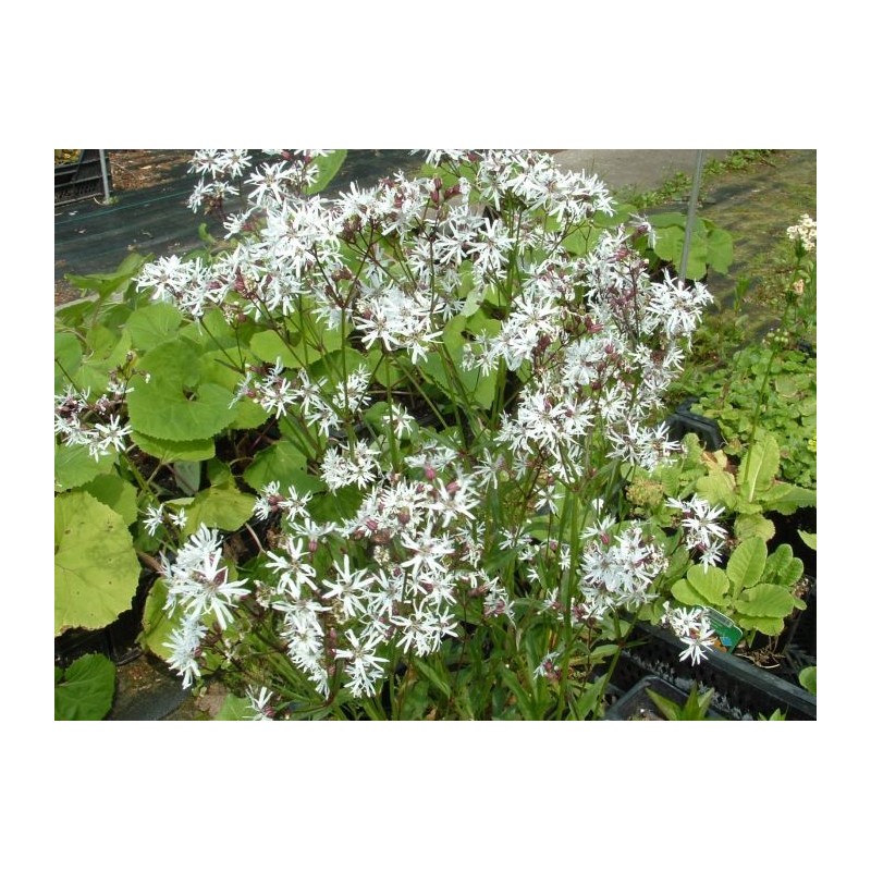 Lychnis flos-cuculi 'Alba'