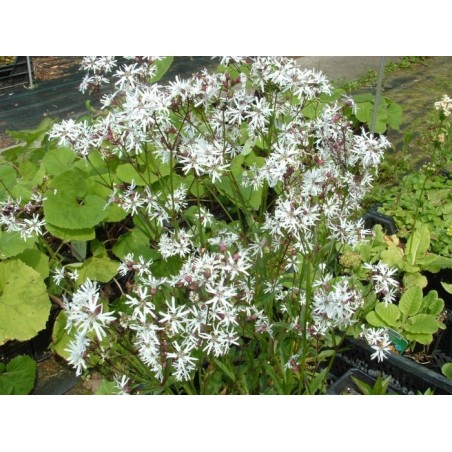 Lychnis flos-cuculi 'Alba'