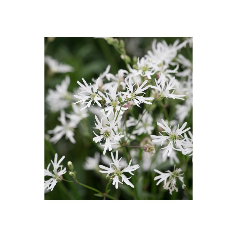 Lychnis flos-cuculi 'Alba'