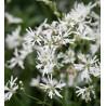 Lychnis flos-cuculi 'Alba'
