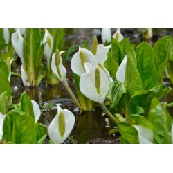 Lysichiton camschatcensis