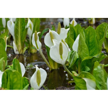 Lysichiton camschatcensis