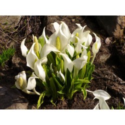 Lysichiton camschatcensis