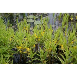 Lysimachia thyrsiflora