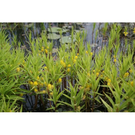 Lysimachia thyrsiflora