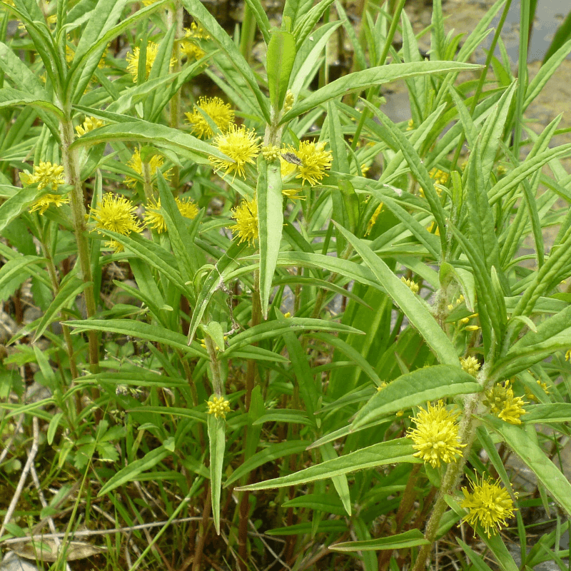 Lysimachia thyrsiflora