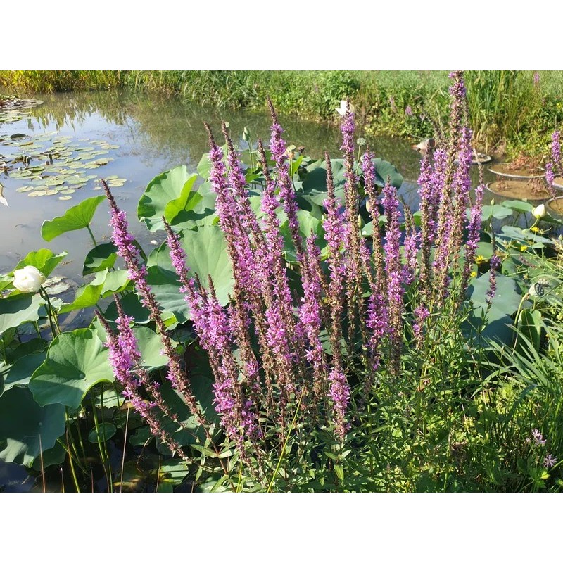 Lythrum salicaria