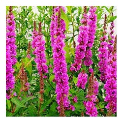 Lythrum salicaria