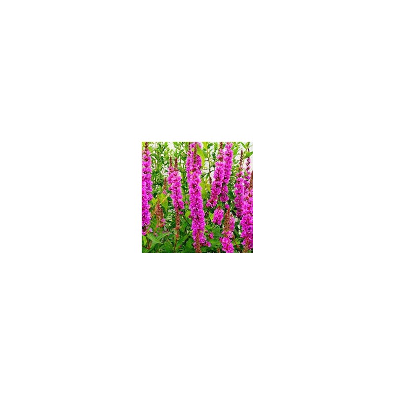 Lythrum salicaria