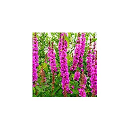 Lythrum salicaria
