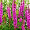 Lythrum salicaria