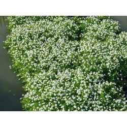 Mazus reptans 'Albus'