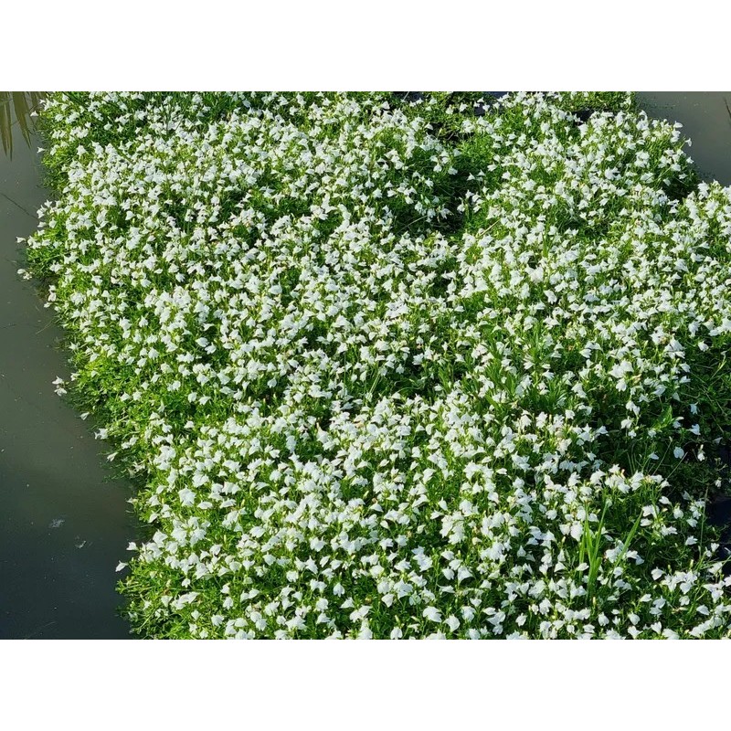 Mazus reptans 'Albus'