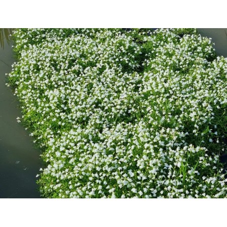 Mazus reptans 'Albus'