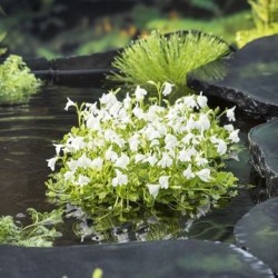 Mazus reptans 'Albus'
