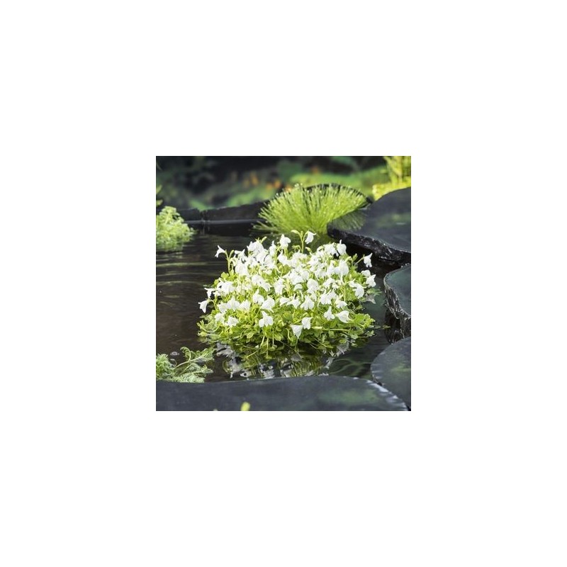 Mazus reptans 'Albus'