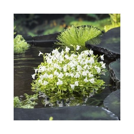 Mazus reptans 'Albus'