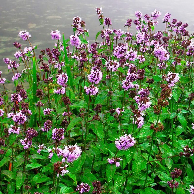 Mentha aquatica