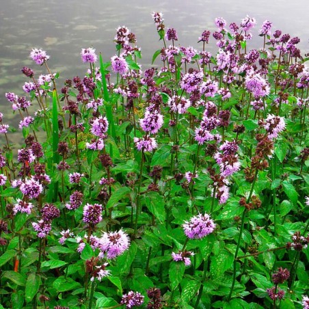 Mentha aquatica