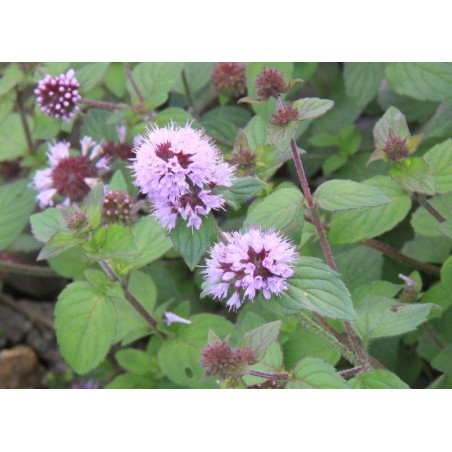 Mentha aquatica