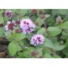 Mentha aquatica