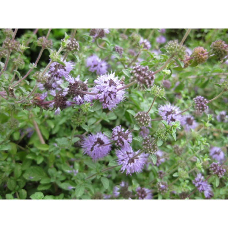 Mentha pulegium