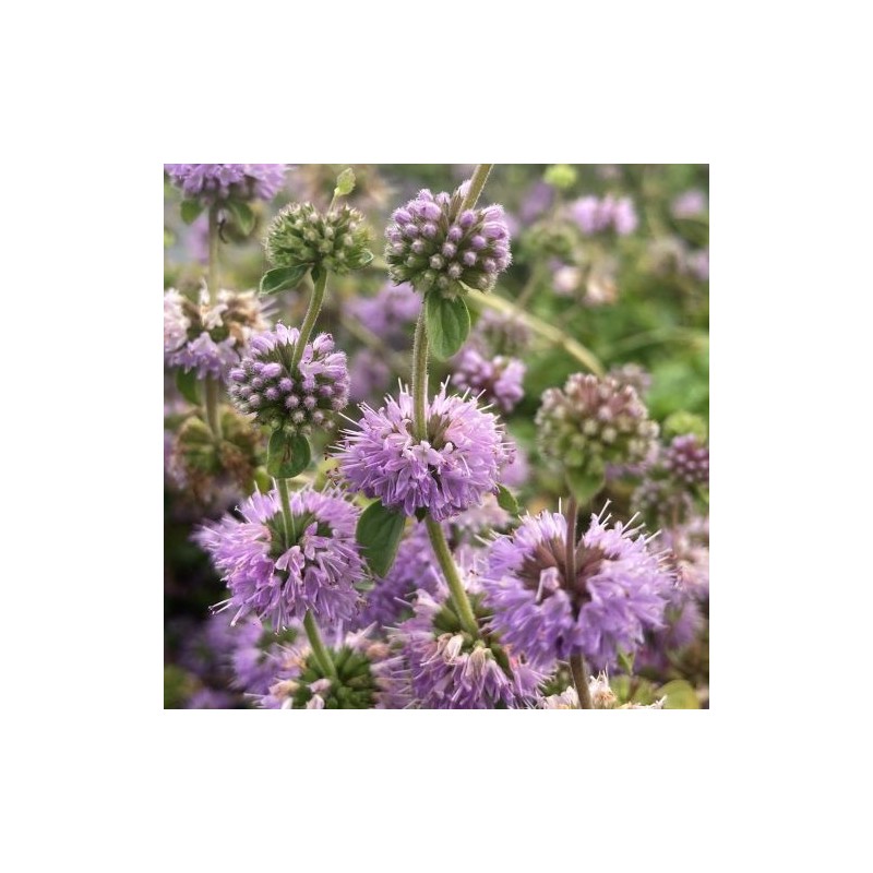Mentha pulegium