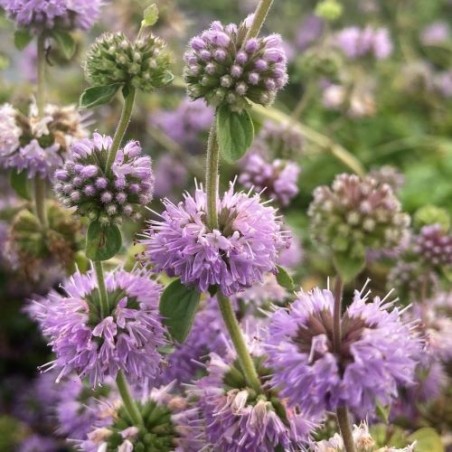 Mentha pulegium