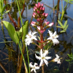Menyanthes trifoliata