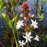 Menyanthes trifoliata