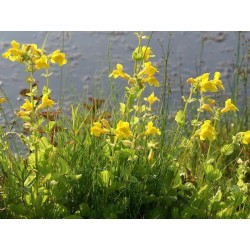 Mimulus luteus
