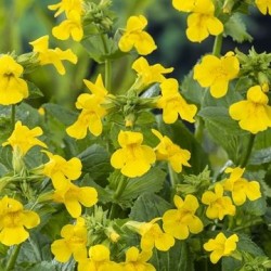 Mimulus luteus