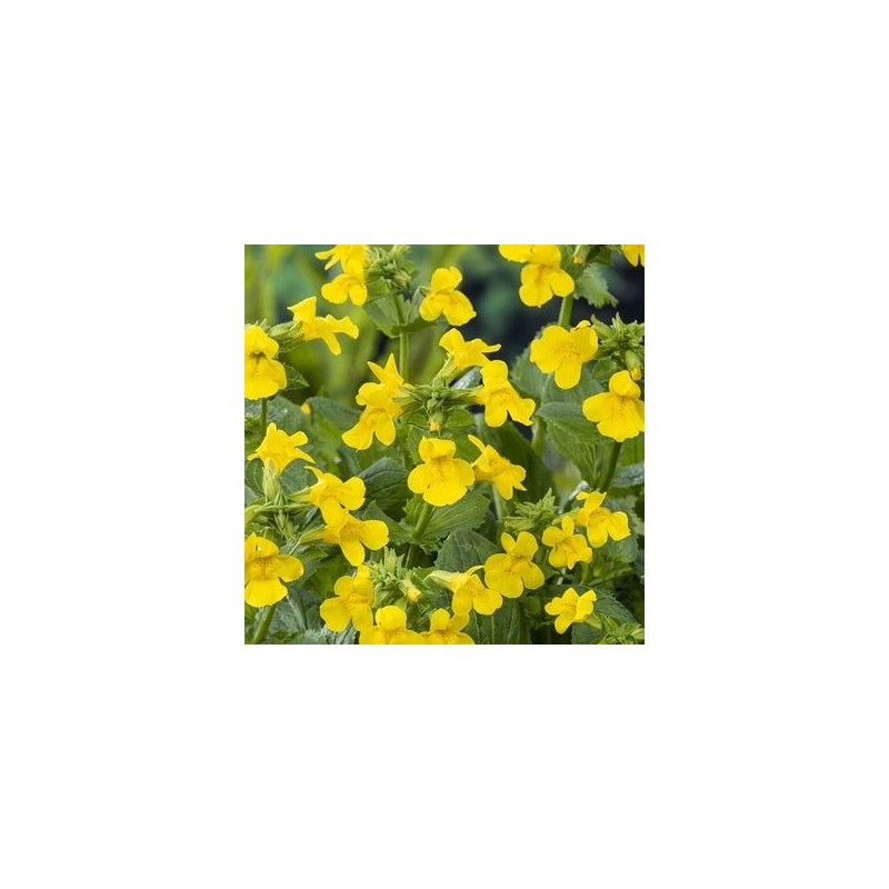 Mimulus luteus