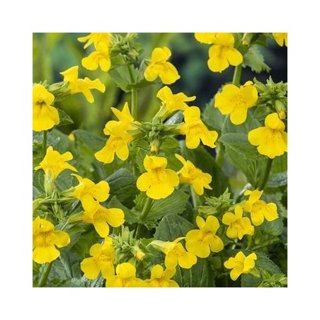 Mimulus luteus