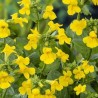 Mimulus luteus